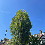 Tree surgery pollarding finchley 1 before